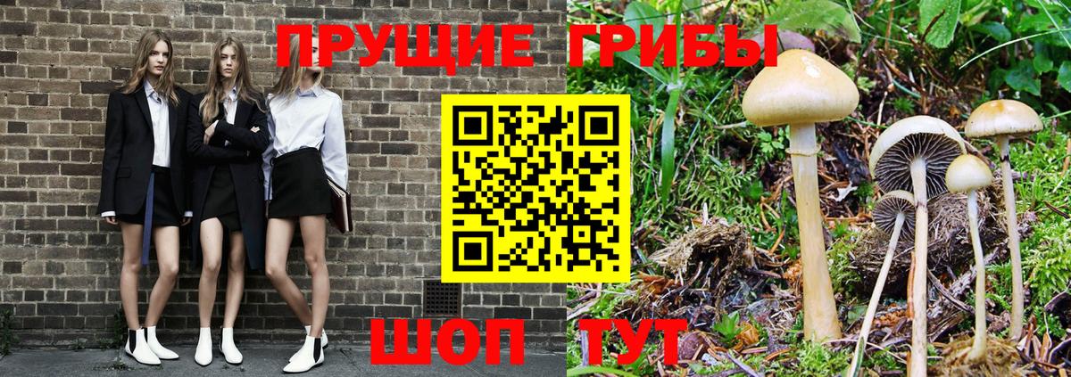 Курчалой  Псилоцибиновые грибы мицелий  Вход с VPN  Псилоцибиновые грибы MAGIC MUSHROOMS 